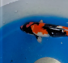 10in Showa M5M  Huge Koi