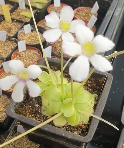 Mexican pinguicula different - mexican, pinguicula,