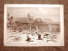 In Australia nel 1894 Canguro