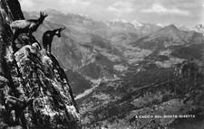 21-48B CARTOLINA DOLOMITI STAMBECCHI A CACCIA SUL MONTE CIVETTA ZOLDO VG BELLUNO