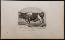 1860 - Toro Razza Bretonne -