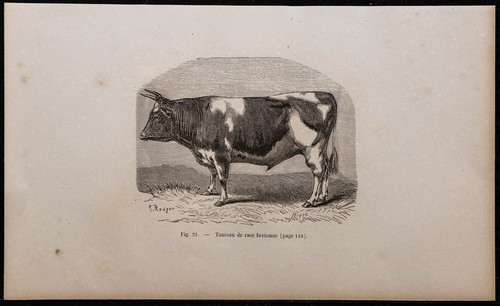 1860 toro razza bretonne - 1860,