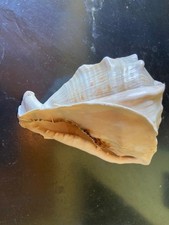 CONCHIGLIA  MADRE PERLA 18 cm