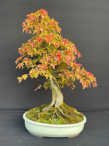 Prebonsai acero tridente - di,
