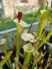*RARE* Sarracenia Leah