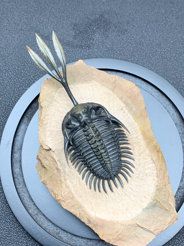 Modello resina trilobite - in,