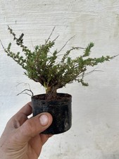 Bonsai Timo . Macchia