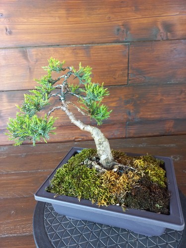 Bonsai ginepro visita il - bonsai,