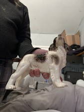 Unmarked Spaniel Dog Figurine
