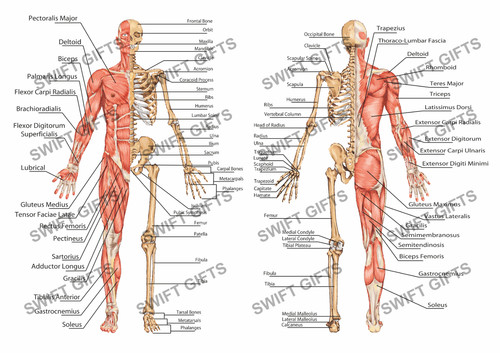 Poster anatomico diagramma