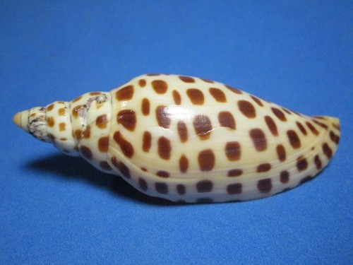 Voluta junonia - (scaphella),