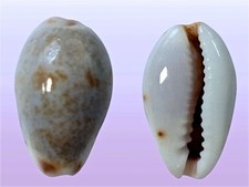 Cypraea gracilis, Thevenard Isl., W. Australia, 13,2 mm, OLD STOCK