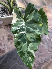BS1694 Alocasia Okinawa Alokasia Camouflage Plants numero di semi 2