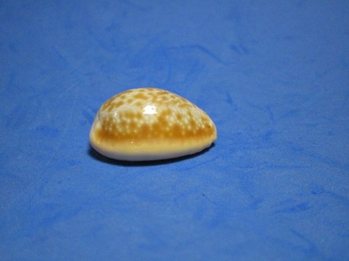 Cypraea helvola hawaiiensis
