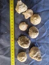 1 Spugna Fossile 