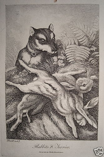 Terrier cacciatore cane