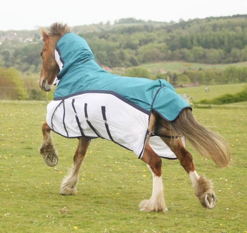 Tappeto cavallo rete - , affluenza