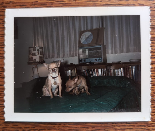Vintage chihuahuas letto - vintage,