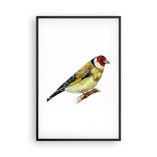 Poster 61x91cm Cardellino