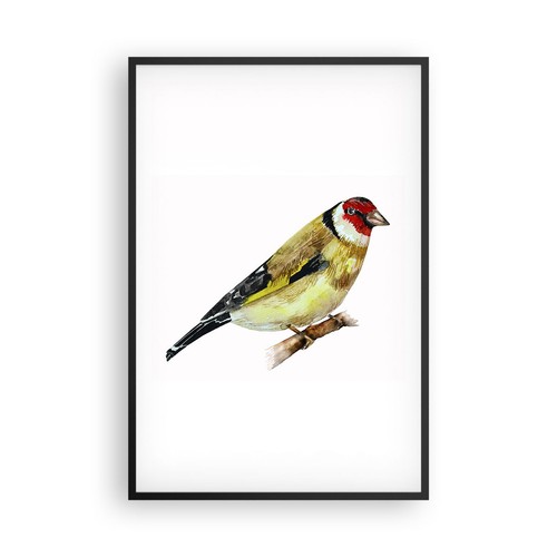 Poster 61x91cm cardellino - 61x91cm,