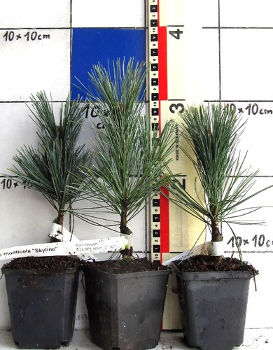 Pinus monticola skyline - pinus, "skyline"