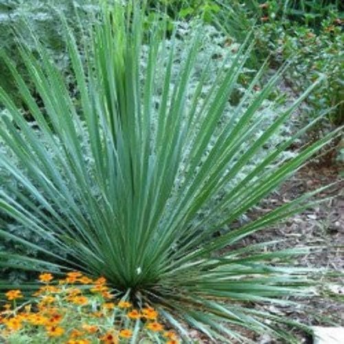 Yucca angustifolia - yucca,