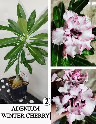 Adenium winter cherry - winter,