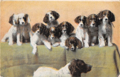 Lettiera adorabili cuccioli - lettiera, di
