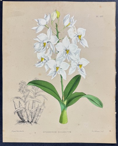 Orchidea epidendrum - orchidea,