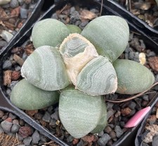 Raro Ariocarpus Fis Hybird