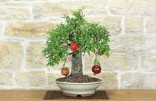 Bonsai melograno - di, (149)