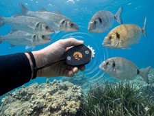 Richiamo pesci call fish
