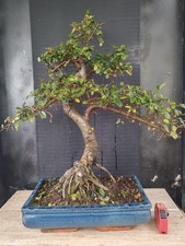bonsai  olmo cinese   h 69 cm