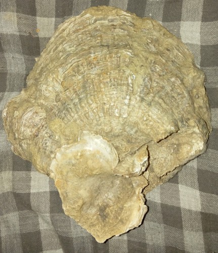Conchiglia fossile - conchiglia,