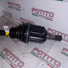 51962541 Semialbero ant