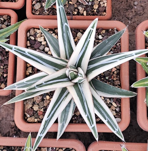 Agave victoriae reginae white - agave, "white