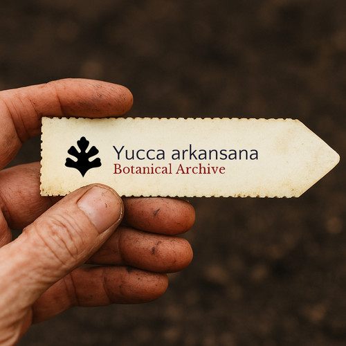 Yucca arkansana seeds - yucca,