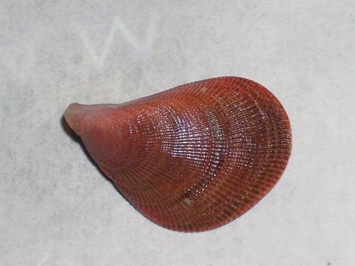 Septifer bilocularis special - septifer,