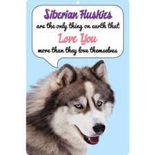 Insegna cane Siberian Husky