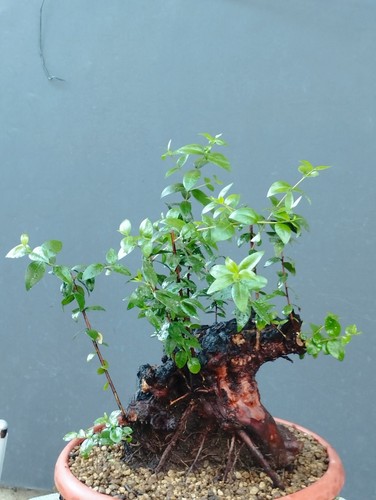 Bonsai mirto selvatico - bonsai, 38x20cm