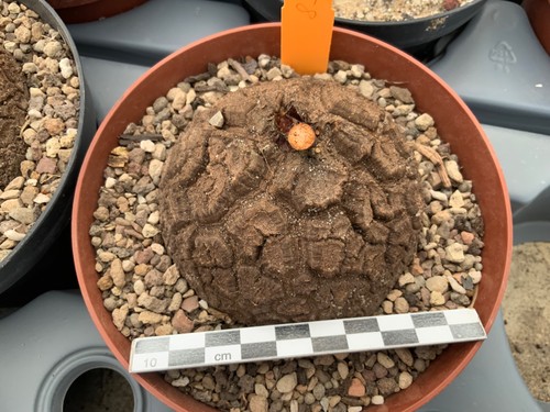 158 dioscorea elephantipes - dioscorea,