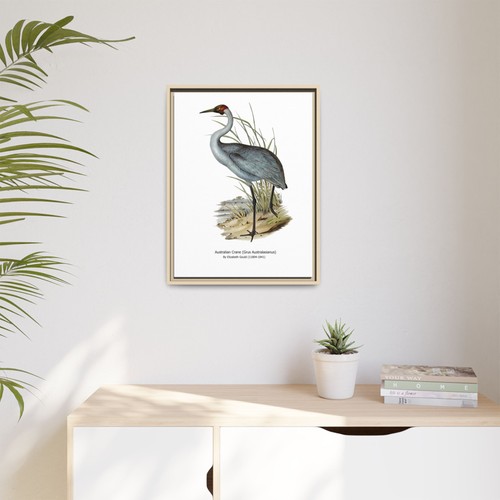 Stampa gru australiana arte - gru,