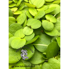 Limnobium laevigatum, facile