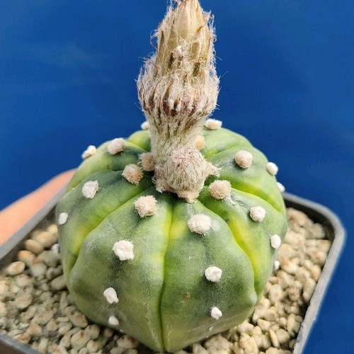 Astrophytum suminagashi pot - "suminagashi",