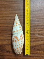 SHELL CONCHIGLIA MITRA MITRA