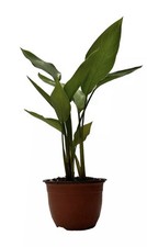 Strelitzia augusta nicolai - , in