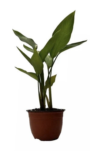 Strelitzia augusta nicolai - , in