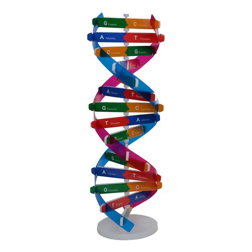 Modello dna umano - modello,