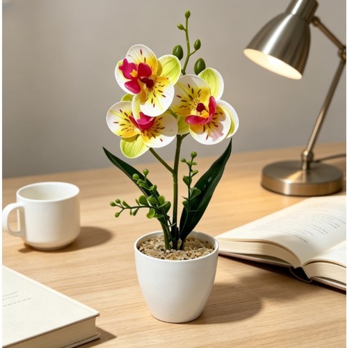 Orchidea phalaenopsis cm - 27,