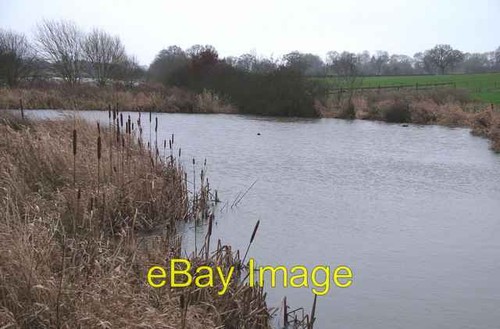 Photo 6x4 reed beds - reed, at
